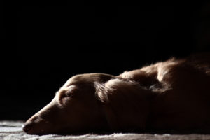 Systemischer Lupus Erythematodes (SLE) bei Hunden