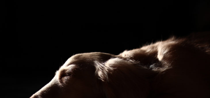 Systemische Autoimmunerkrankung SLE bei Hunden