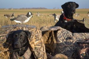 Hypoglykämie - Unterzuckerung beim Hund gefährdet Jagdhunde