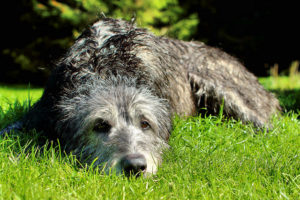 Rassen wir der Irische Wolfshund brauchen ein Hundebett XXL