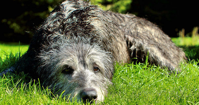 Hundebett XXL für große Hunderassen