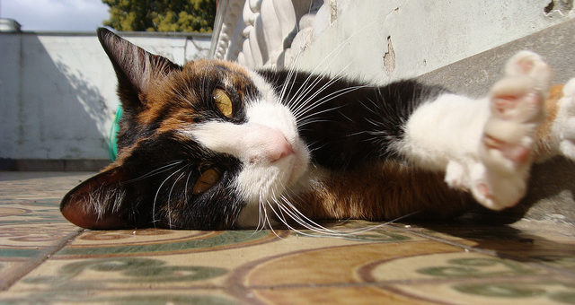 Was braucht man alles für eine Katze?