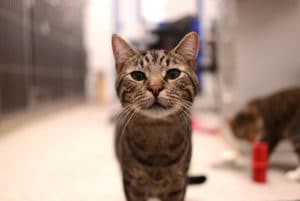 Tierklinik bei Bauchspeicheldrüsenentzündung Katze (Katze Pankreatitis)