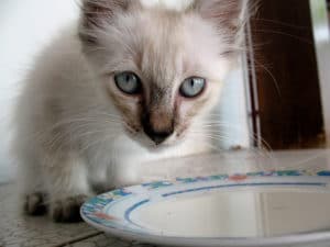 Laktoseintoleranz bei Katzen