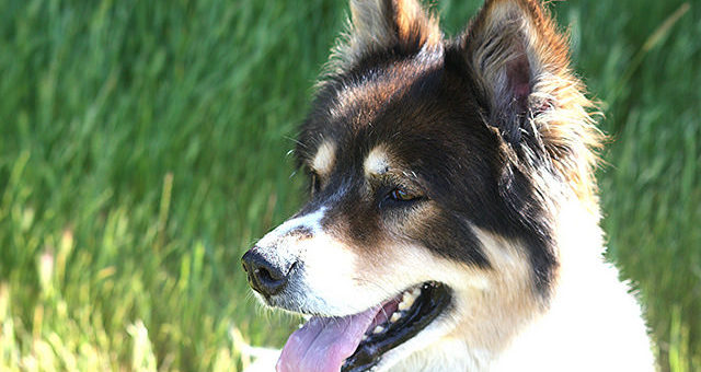 Borreliose Hund – Symptome, Therapie und Impfung