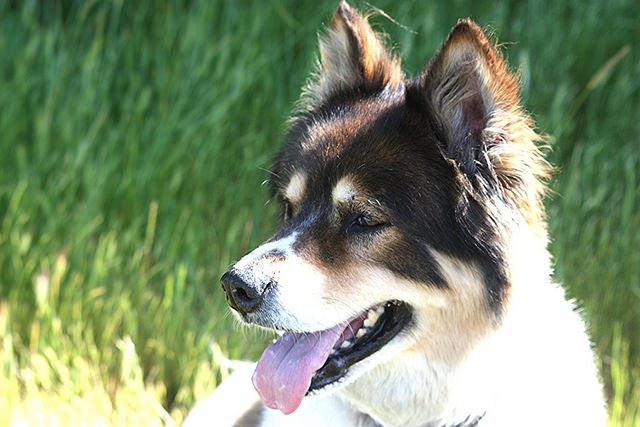 Borreliose Hund Symptome Therapie Impfung Tierbedarf Bieker