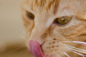 Katzenfutter selber machen steigert die Gesundheit der Katze