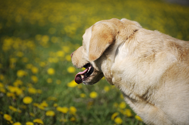 Zecken übertragen Borreliose auf den Hund