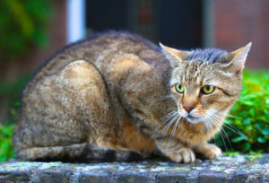 Die Borreliose bei Katzen ist selten