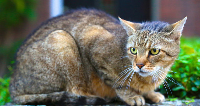 Borreliose bei Katzen