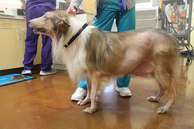 Starker Haarausfall durch Schilddrüsenunterfunktion Hund