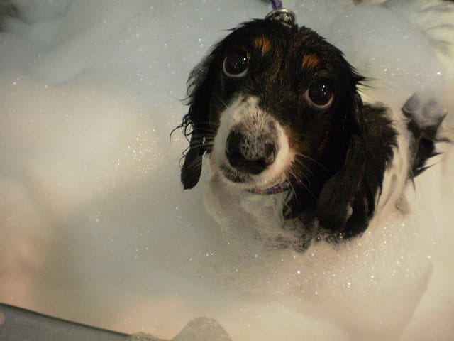 Häufiges Baden wenn der Hund Schuppen hat