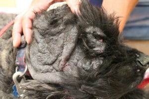 Hautinfektionen durch Hypothyreose bei Hunden