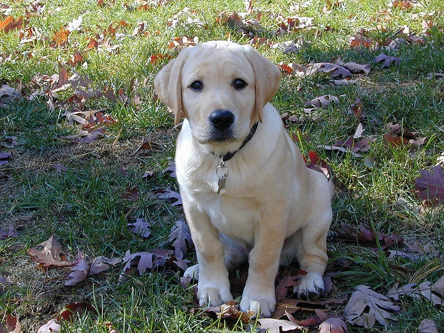 Labrador Welpe gefährdet für Parvovirose Infektion