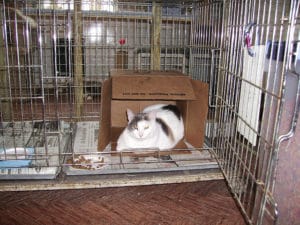 Behandlung der Katze in Tierklinik bei Blasenentzündung