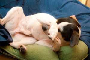Angeborener Leistenbruch Hund durch Vererbung