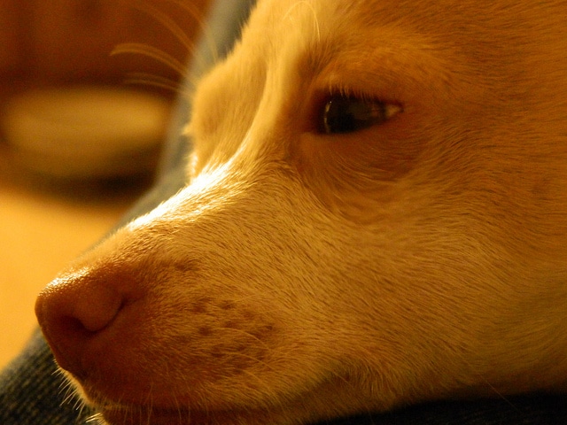 Veränderungen können den Hund depressiv machen