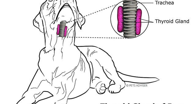 Schilddrüsenunterfunktion beim Hund (Hypothyreose)
