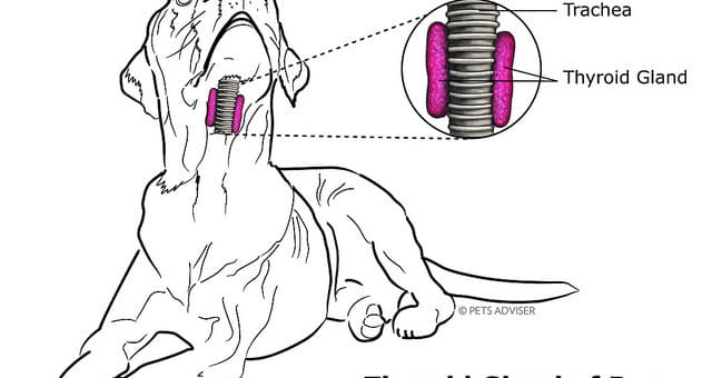 Schilddrüsenunterfunktion beim Hund (Hypothyreose)