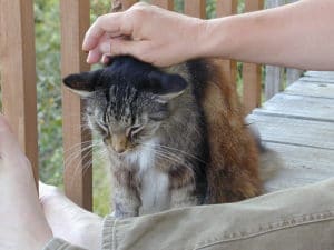 Der Katzenfloh lauert überall