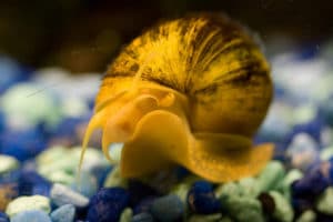 Schnecken im Aquarium als Indikator für Wasserwerte und gegen Algen