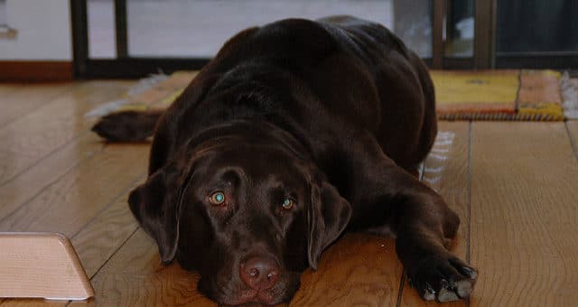 Schokoladenvergiftung bei Hunden