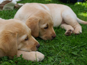 Labrador Welpen in verschiedenen Stadien der Hundeentwicklung