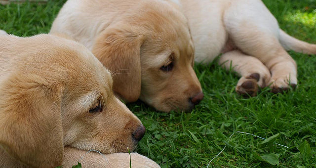 Stadien der Hundeentwicklung