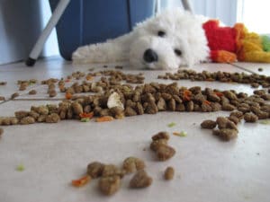 Grundsätze der Hundeernährung