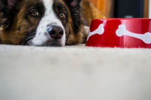 Ein glücklicher Hund nach dem Fressen