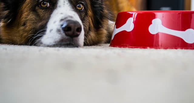 Anifit und gesunde Ernährung