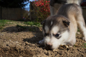 Husky Welpen fordern den Halter