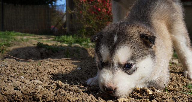 Husky Welpen – tolle Familienhunde mit hohen Ansprüchen