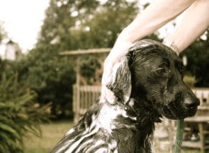 Pflegende Hundeseife als Alternative zu Hundeshampoo einfach selber machen