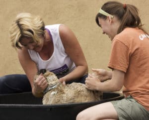 selbst gemachte Alternative zu Hundeshampoo