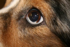 Knoten, Wucherungen & Zysten am Hund können jederzeit auftreten
