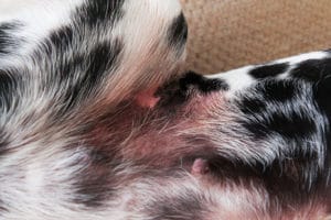 Hautprobleme bei Hunden haben zahlreiche Ursachen