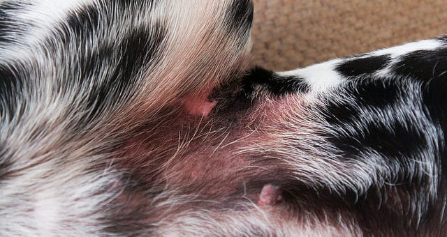 Hautprobleme bei Hunden