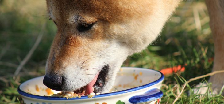 Die Unterschiede zwischen BARF-Ernährung und industrieller Fertignahrung