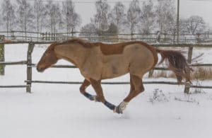 gesundes älteres Pferd im Winter