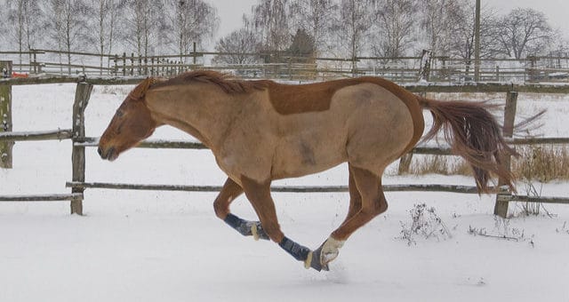 Winterpflege für ältere Pferde