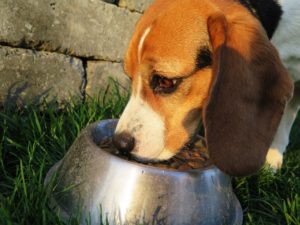 Sind natürliches und Bio Hundefutter besser?