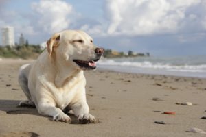 Herzwurm Hund - nicht nur am Mittelmeer besteht das Risiko