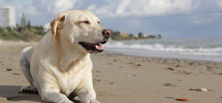 Herzwurm Hund (kardiovaskuläre Dirofilariose) – Symptome und Therapie