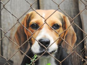 Zwingertraining für Welpen und erwachsene Hunde