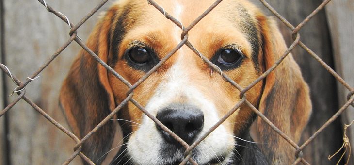 Zwingertraining für Welpen und erwachsene Hunde