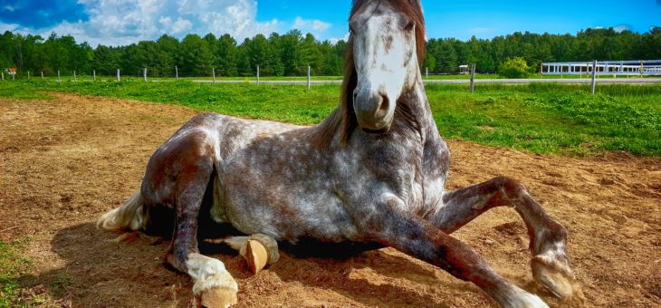 Pyrrolurie beim Pferd – Eine fast vergessene Stoffwechselerkrankung