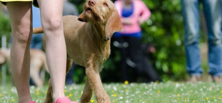 Online Hundetraining im Vergleich