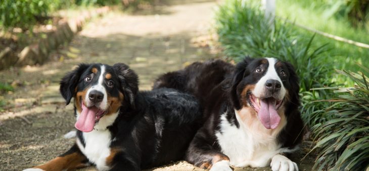 Niereninsuffizienz bei Hunden