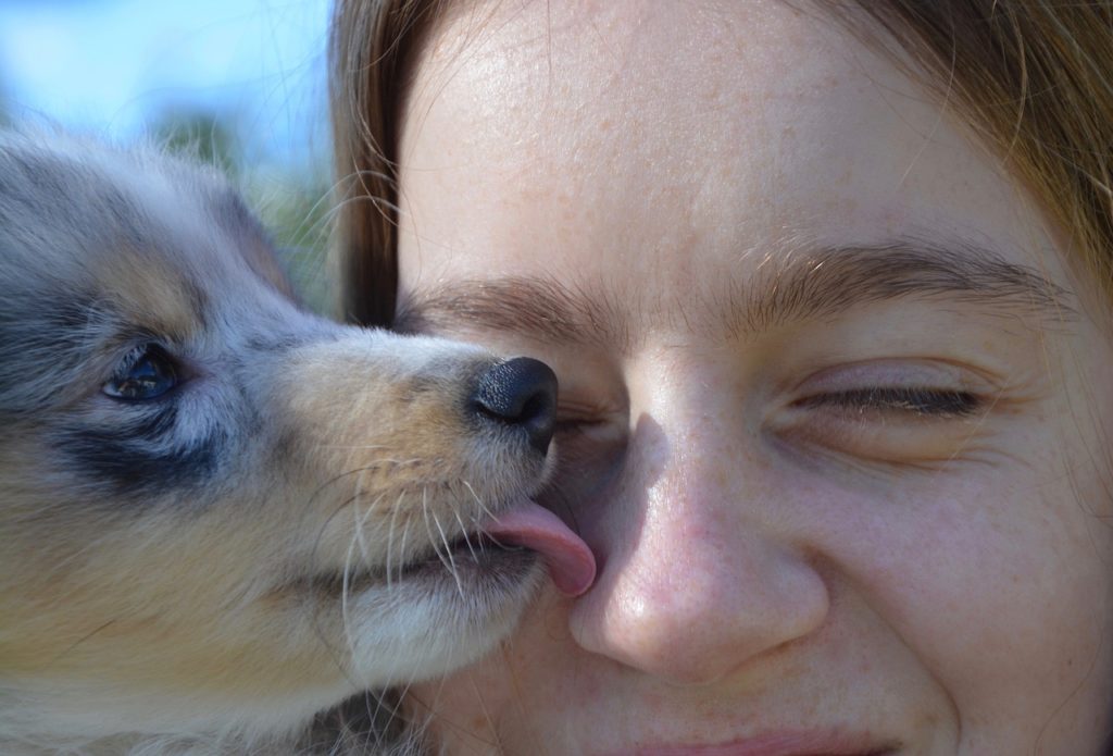 Warum leckt mein Hund mich ab? Ursachen, Risiken und Alternativen.